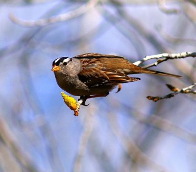 White-Crowned Sparrow #2