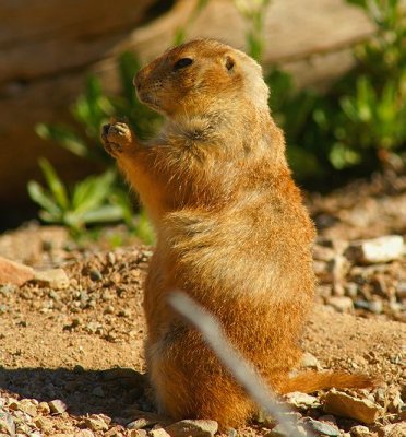 Prairie Dog