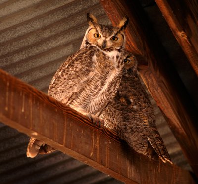 Great Horned Owl's
