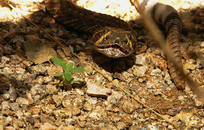 Western Diamondback