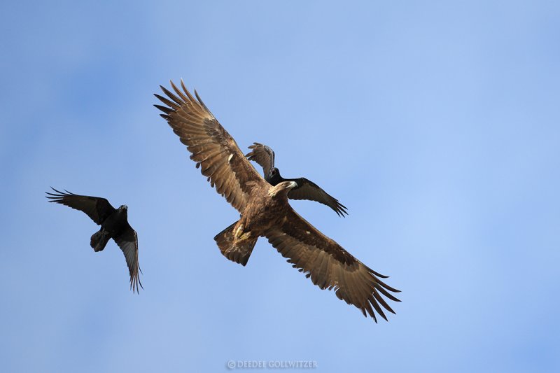 Golden Eagle  vs. Crows