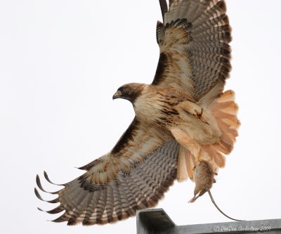 Red -Tailed Hawk