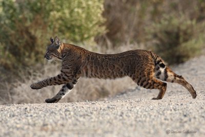 Bobcat Stalking Prey