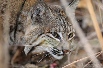 Bobcat Eating Rabbit