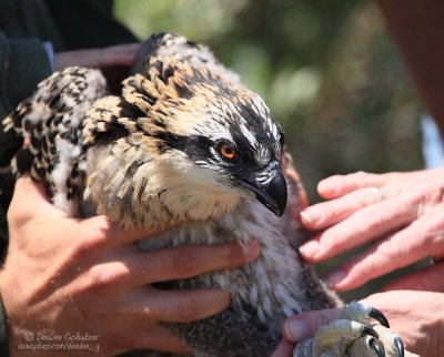 Juvenile Osprey