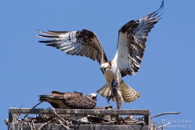 Osprey