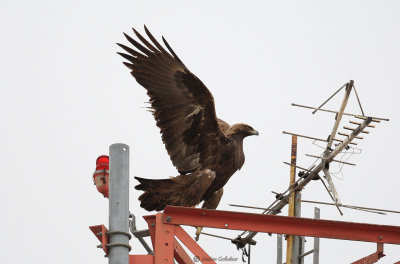 Golden Eagle