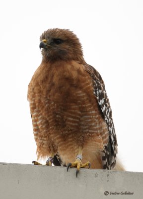 Red Shouldered Hawk