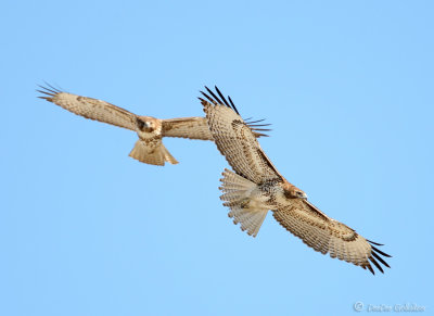 Red Tailed Hawks