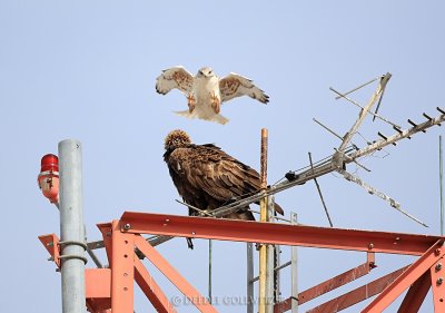 Ferruginous Hawk Vs Golden Eagle