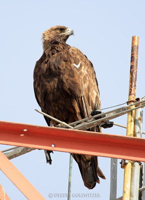 Golden Eagle at 1000mm