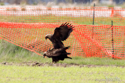 Golden Eagles Mating