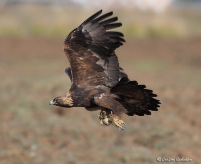 Golden Eagle In Flight With Gopher Snake