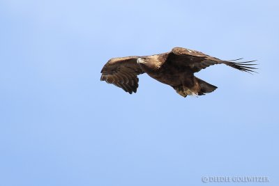 Golden  Eagle Flying in