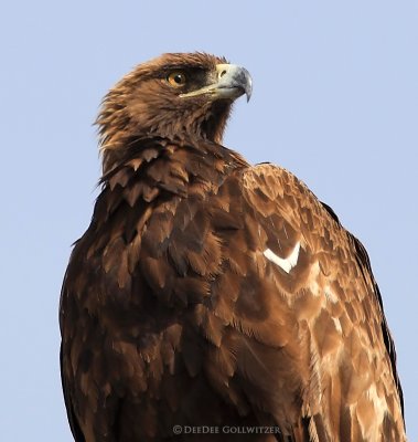 Female Golden Eagle Portrait.
