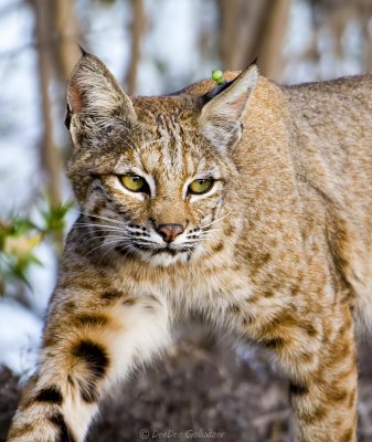 Friendly Bobcat Encounters