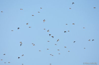 Barmsijs C1D3_07833.jpg