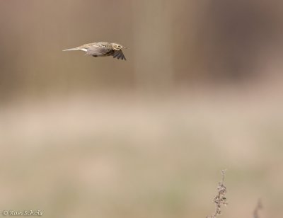 Graspieper C1D3_10096.jpg