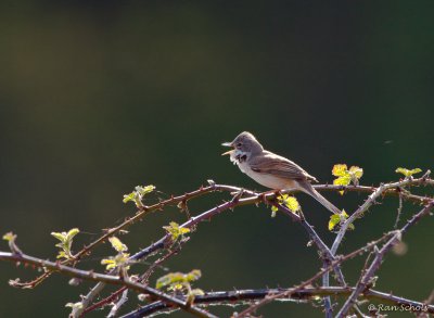 Grasmus C1D3_12134.jpg