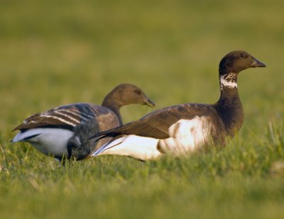 Zwarte Rotgans - Black Brent