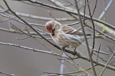 Grote Barmsijs C20D_06210.jpg