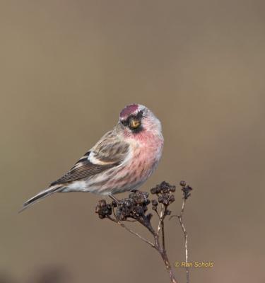 Grote Barmsijs C20D_06288.jpg