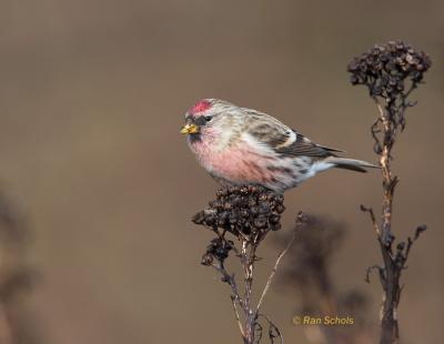 Grote Barmsijs C20D_06300.jpg