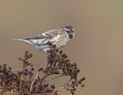 Grote Barmsijs C20D_06303.jpg