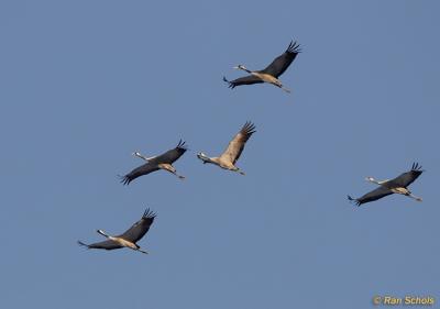 g3/74/231774/3/58601601.KraanvogelC20D_07813.jpg
