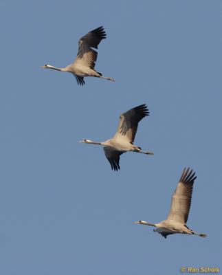 Kraanvogel C20D_07817.jpg