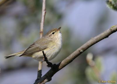 Tjiftjaf C30D_00547.jpg