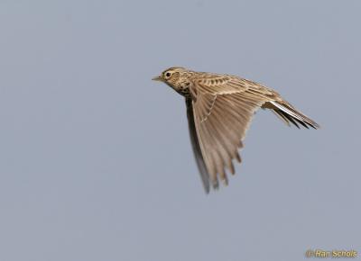 g3/74/231774/3/58602521.VeldleeuwerikC30D_00181.jpg