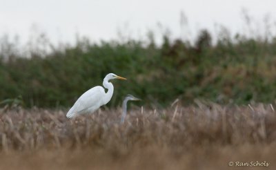 Grote Zilverreiger C40D_01334.jpg