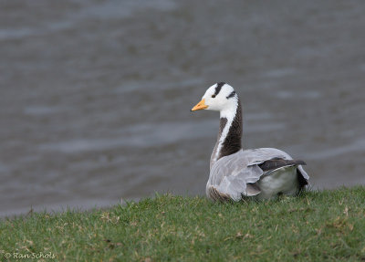 Indische Gans C40D_03455.jpg