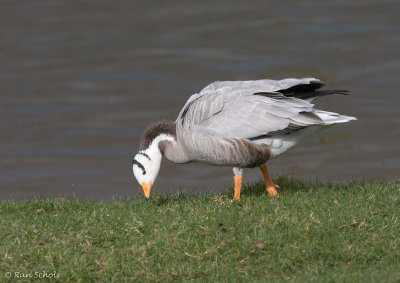 Indische Gans C40D_03457.jpg