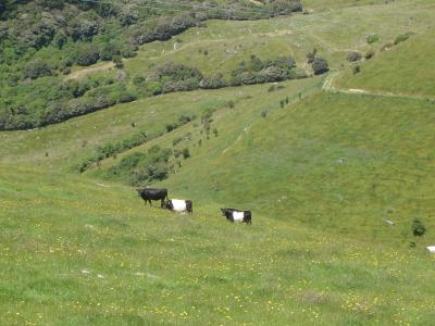 Scenery around Akaroa.JPG