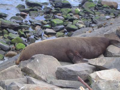 Seal lozzing out - Otago Peninsula.JPG