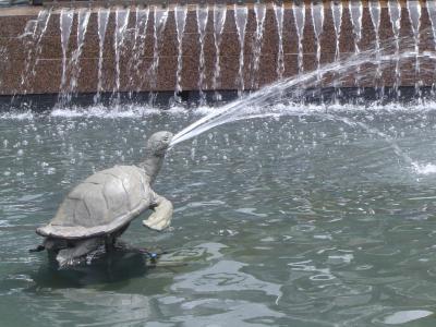 Funny Turtle in Fountain (Hyde Park).JPG