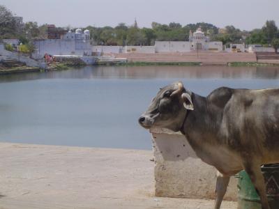g3/74/267674/3/58504954.PushkarLocalshangingbythelake.jpg