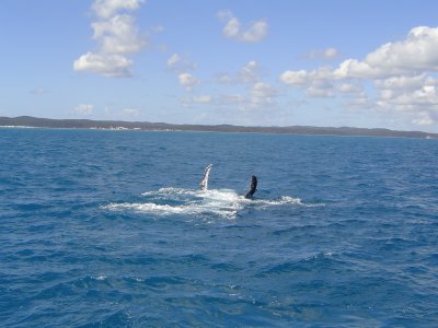 Whale Watching (3).JPG