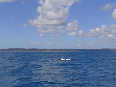 Whale Watching-note Whale Rock in background.JPG