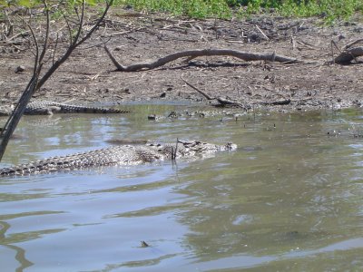 Crocodiles--eeek! (1).JPG