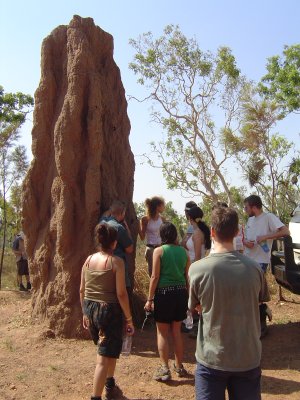 Huge Termite Mound.JPG