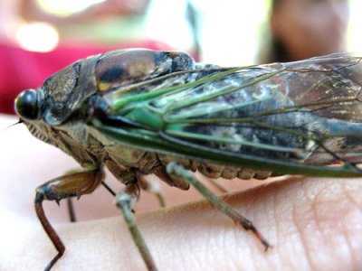 CICADA.jpg