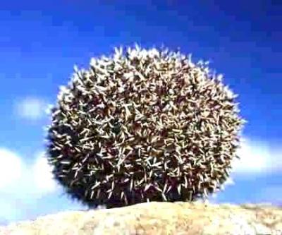whatisit.jpg