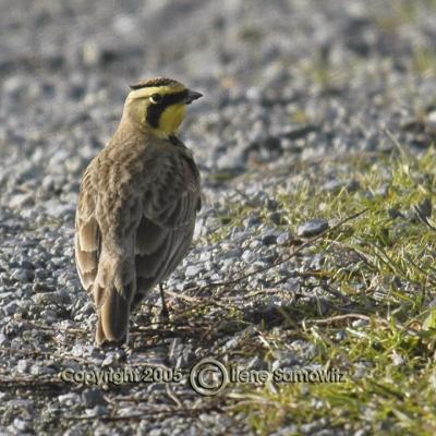 Horned Lark 4982