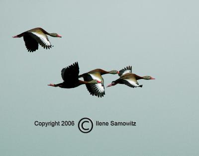 Black-bellied Whistling Ducks in Flight
