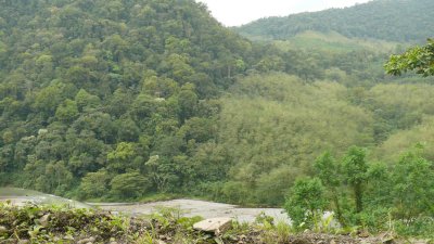 Rain Forest contrast with Monospecies