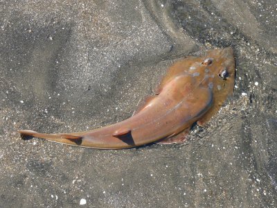 Sting Ray Fish