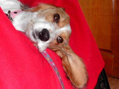 g3/74/303674/3/53275995.PuppyLoungingIII.jpg